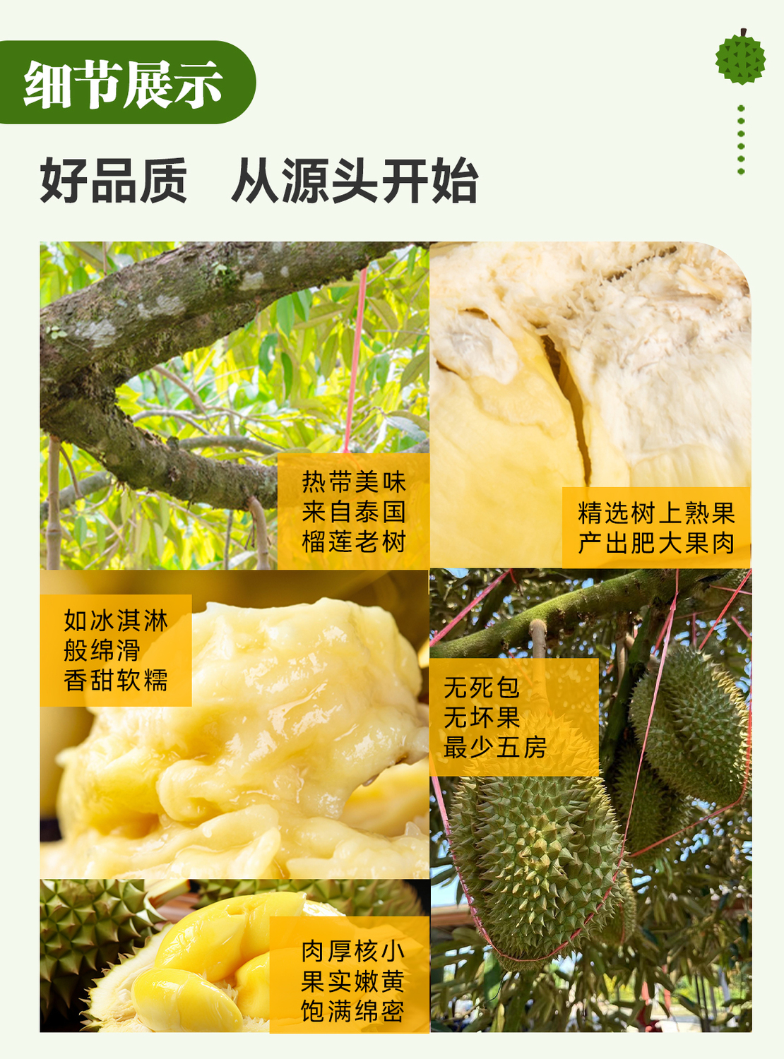 聯邦隆榴蓮詳情圖_07.jpg
