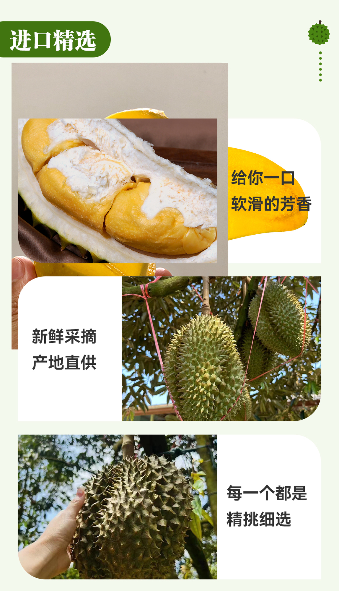 聯邦隆榴蓮詳情圖_06.jpg
